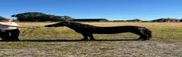 Övrigt hästar till salu: Shetlandsponny sto - Annons 2