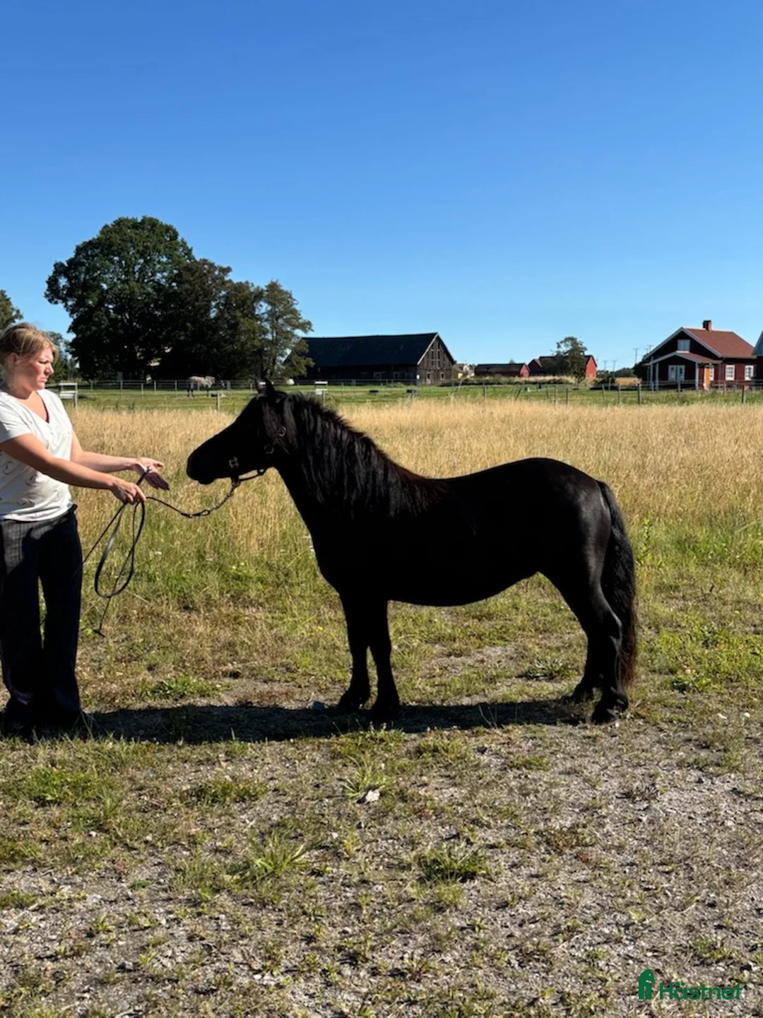 Övrigt hästar till salu: Shetlandsponny sto - Annons 2