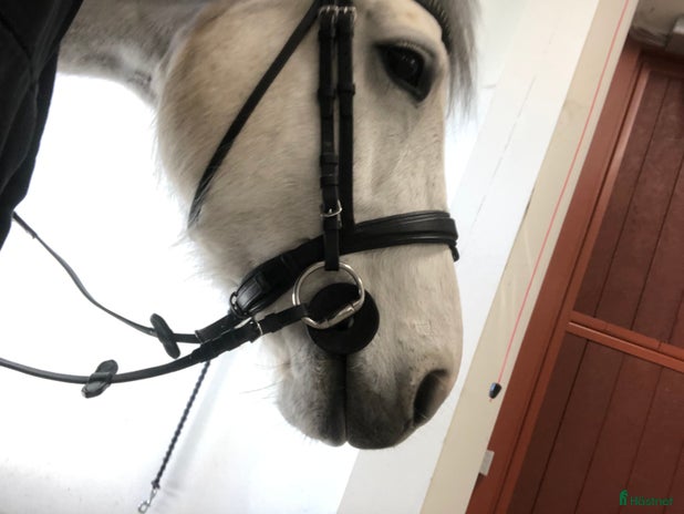 medryttarhäst sökes i Stora Levene - Annons 6