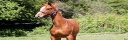 Avelshästar hästar till salu: 1 års fuldblods hingst  - Annons 4