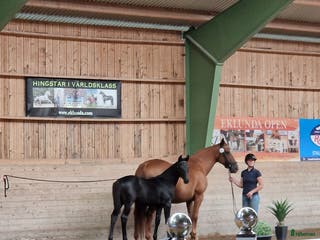 hästar Vackra Wakanda - Annons 15