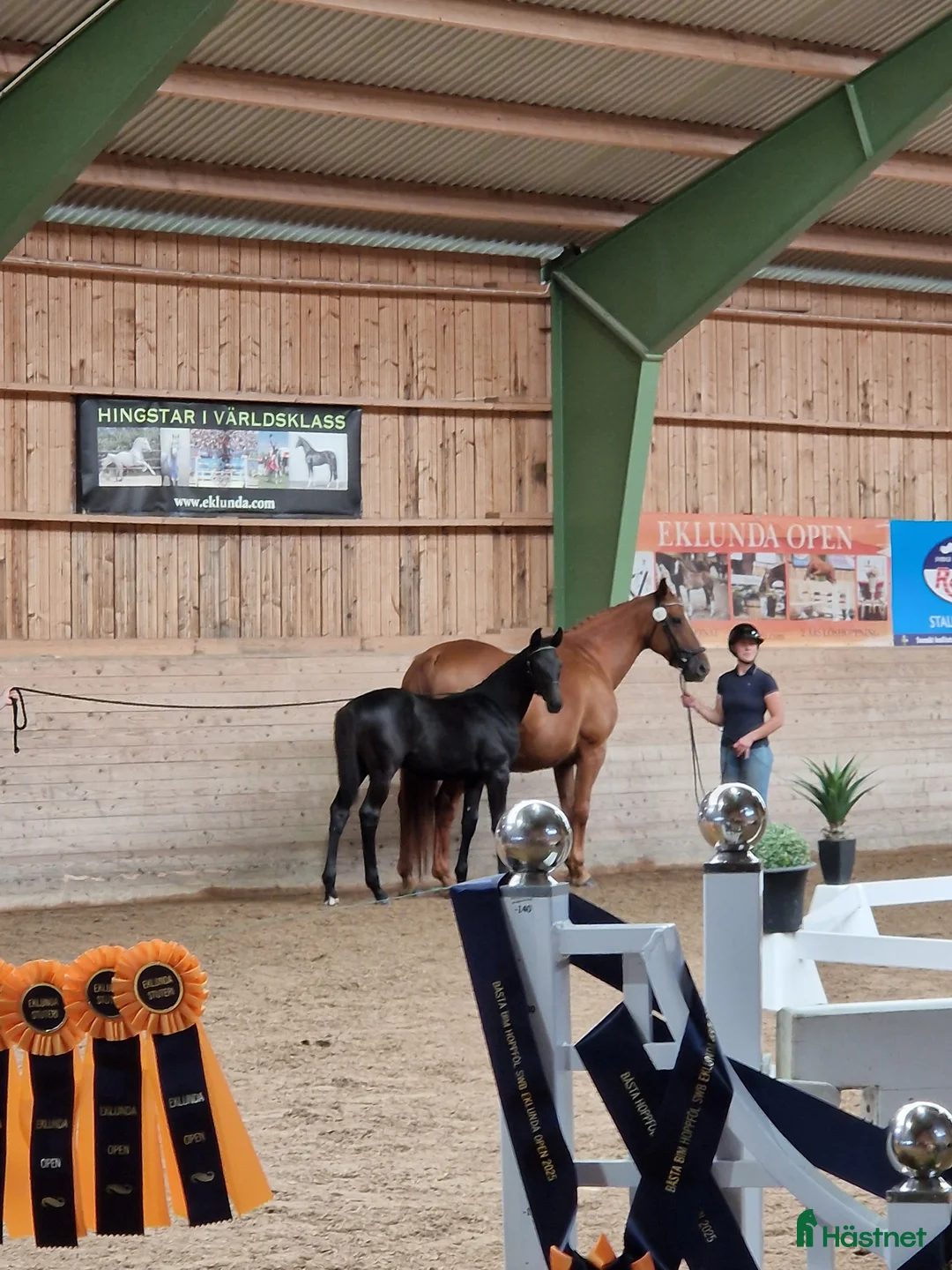 Hoppning hästar till salu: Vackra Wakanda - Annons 1