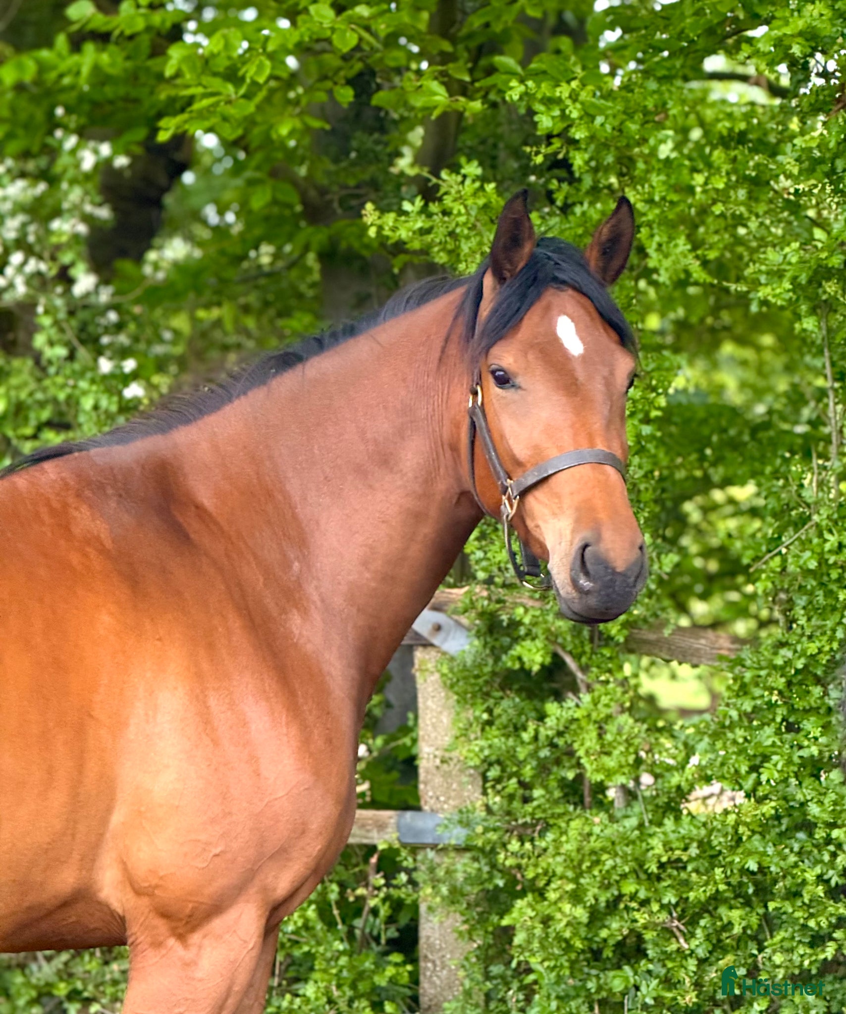  hästar Vackert 3-årigt sto e Emerald x Big Star x Lux Z - Annons 2