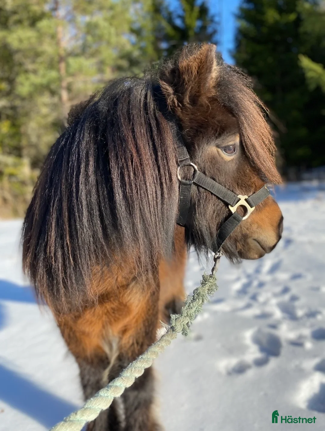 Allround hästar till salu: Shetlandsvalack  i Enköping - Annons 1