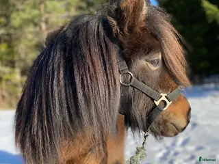 hästar Shetlandsvalack - Annons 3