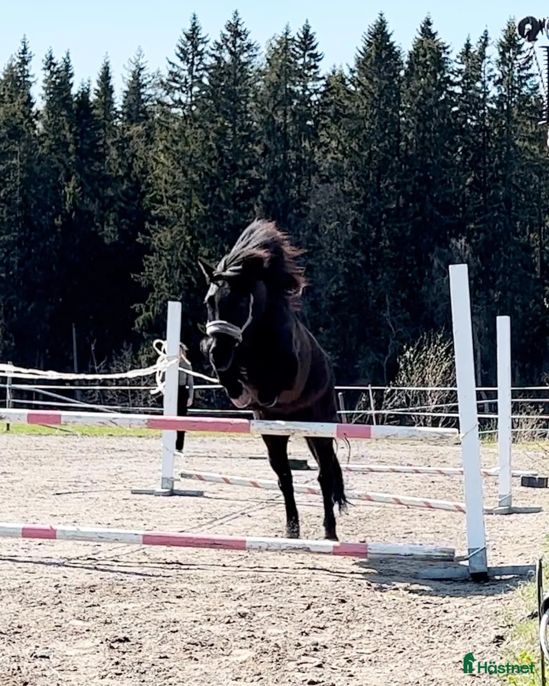 Island hästar till salu: Fint islandssto - Annons 8