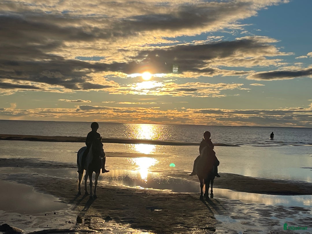  hästservice finnes: Ridläger sommaren 2026 på www.kyrkobacka.se i Lidköping - Annons 1