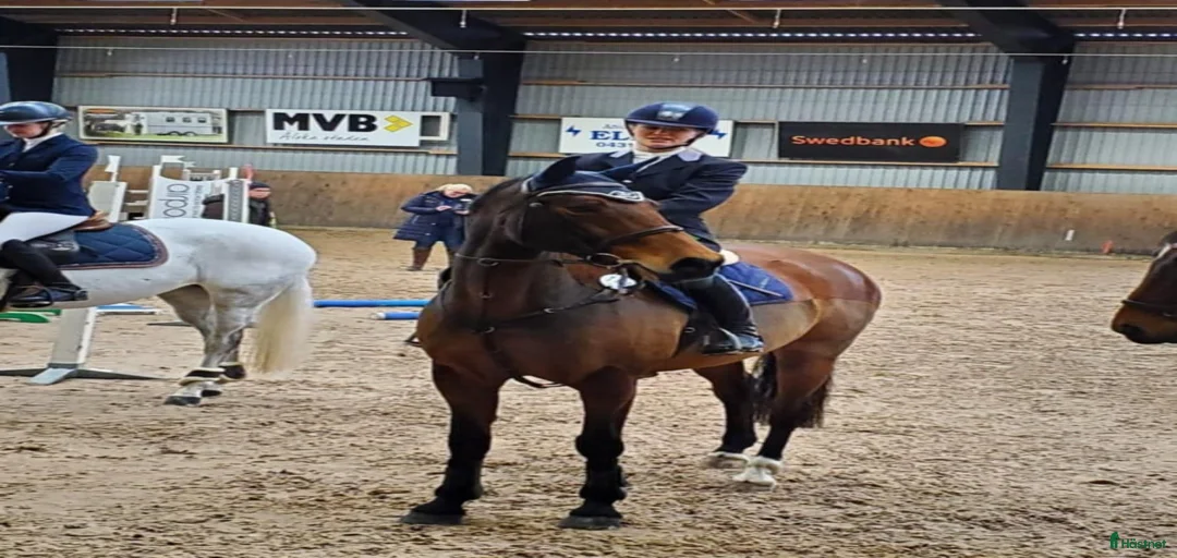 Galleribild {{count}}