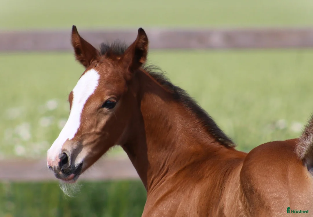 Hoppning hästar till salu: Åring e Captain Cooper- Bengt Nabab - Cardento i Borrby - Annons 5