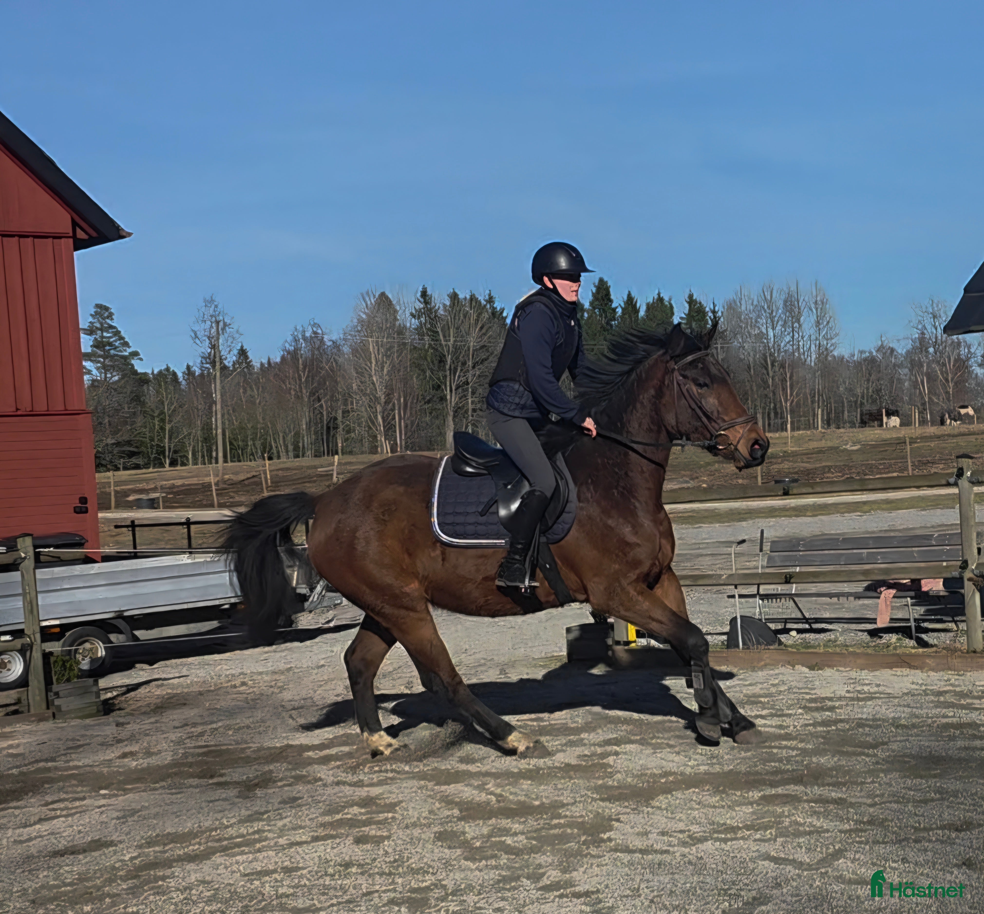  hästar Trevlig SWB valack i Tingsryd - Annons 10