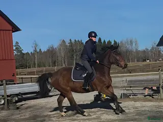hästar Trevlig SWB valack i Tingsryd - Annons 10