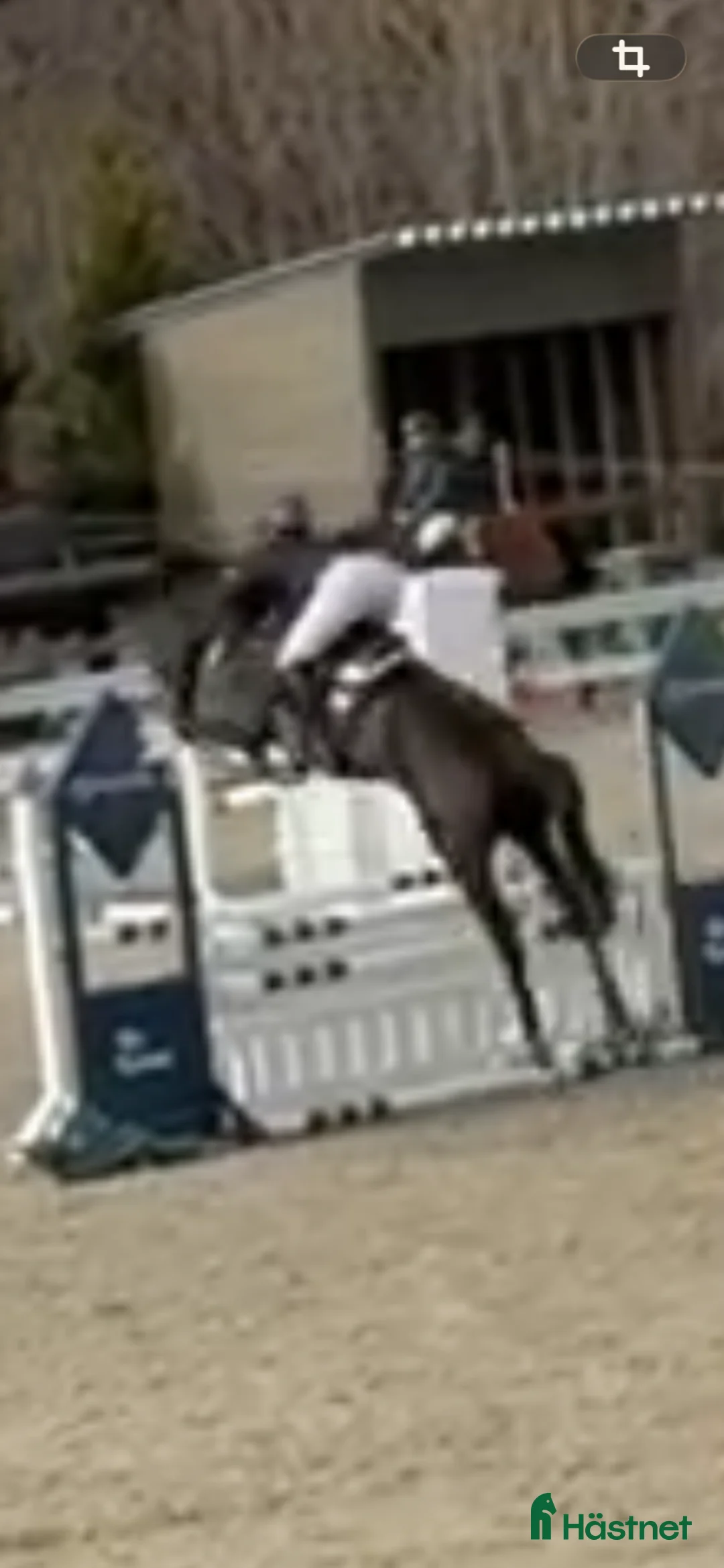 Hoppning hästar till salu: Fin hopphäst med stort potensial  - Annons 2