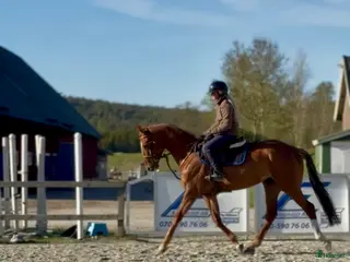 hästar Trevlig allroundhäst/verksamhet - PRISSÄNKT - Annons 5