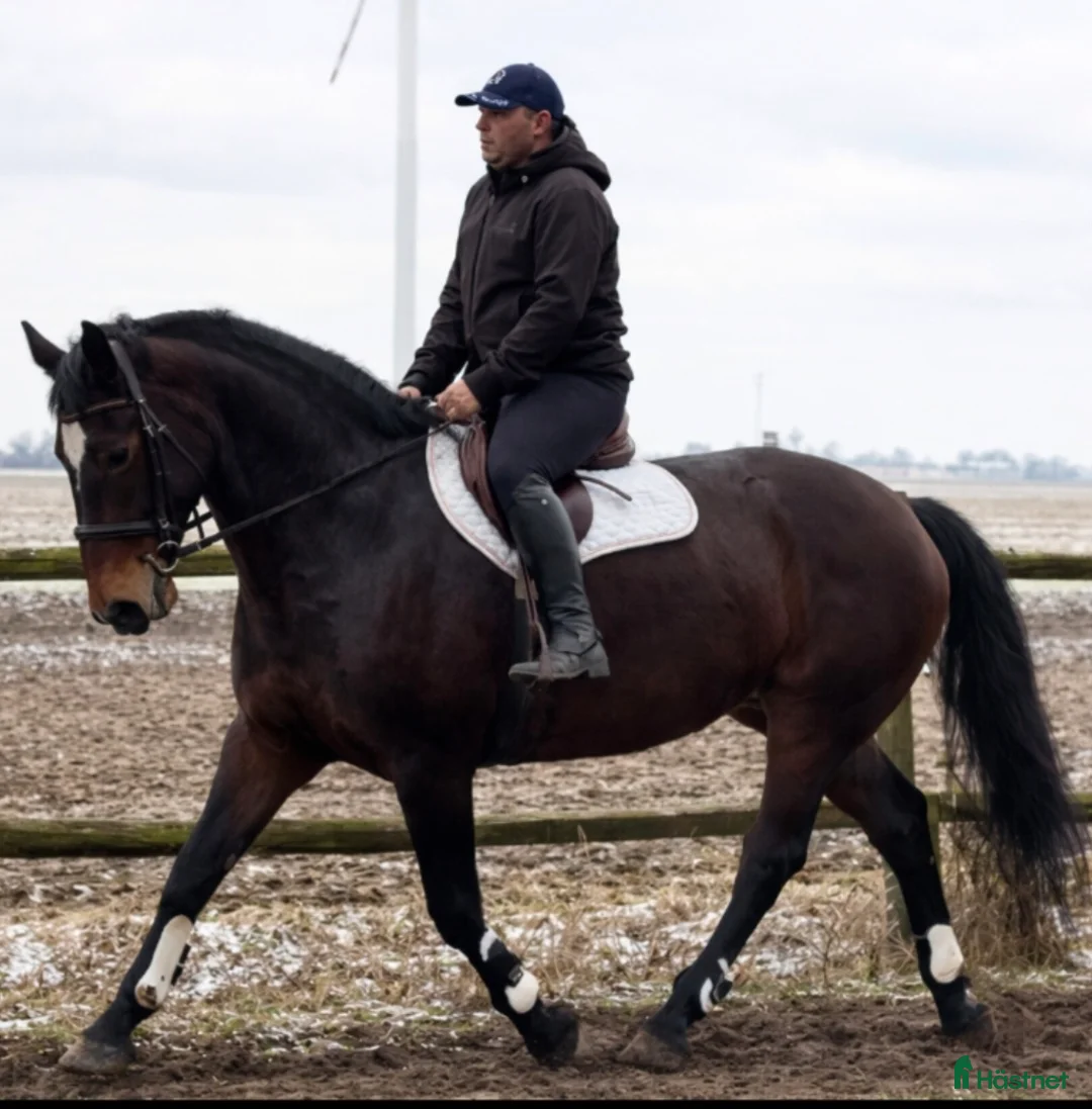 Allround hästar till salu: Gorgeous and lovely TOP Silesian  i Örsundsbro - Annons 7