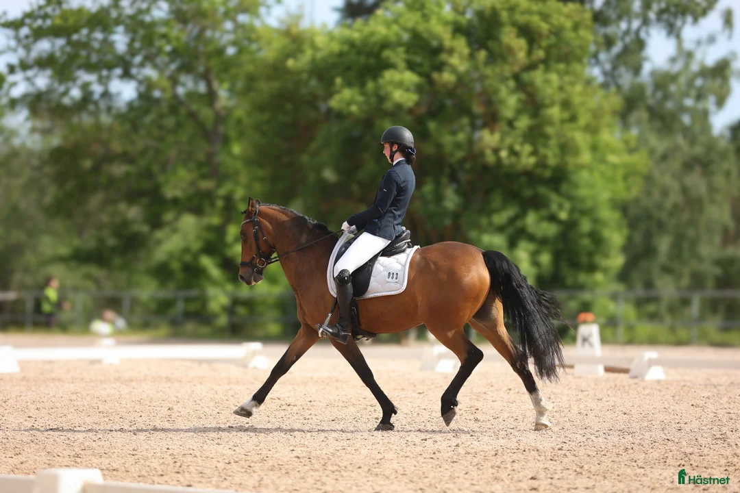 Dressyr hästar till salu: FEI ponny - läromästare med härlig energi - Annons 4