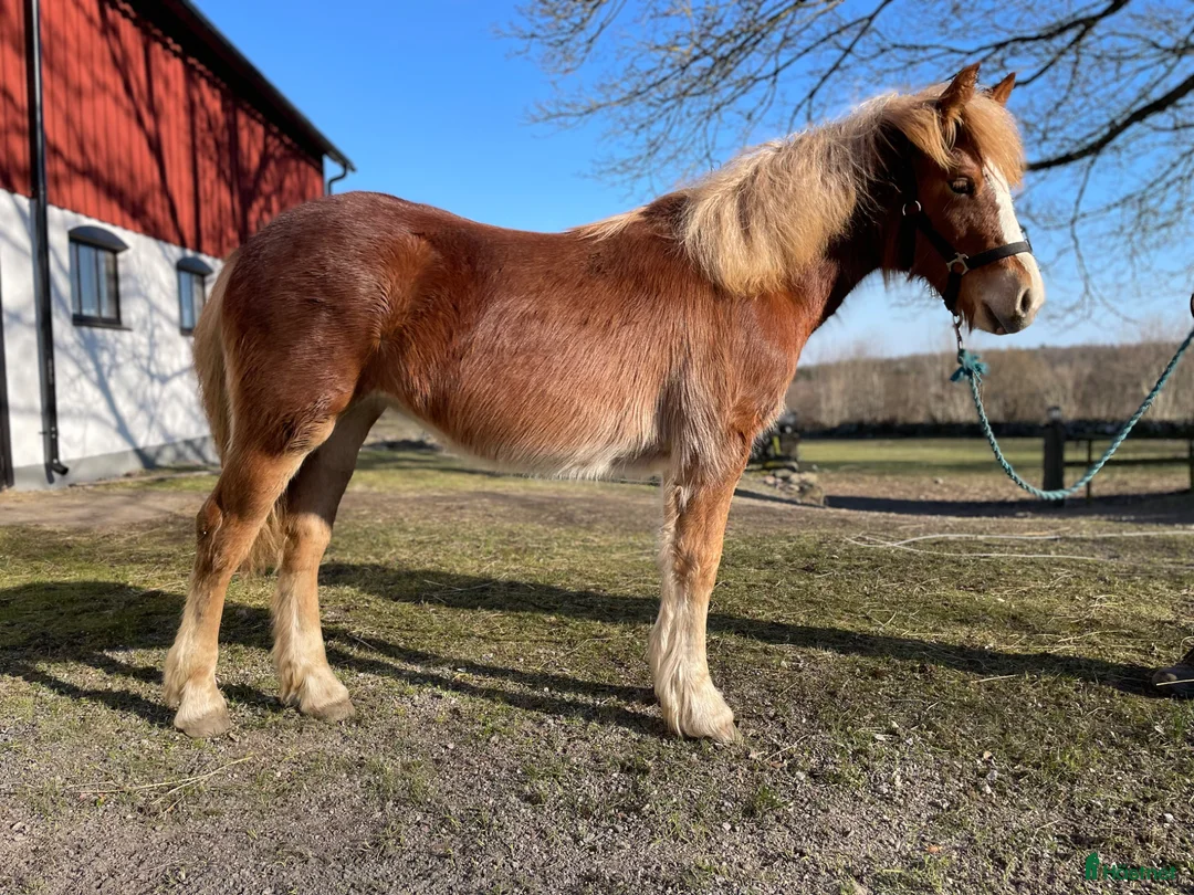 Allround hästar till salu: 1-års sto - Annons 1