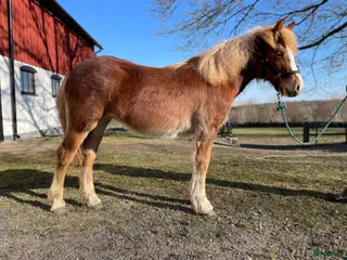 hästar 1-års sto - Annons 10