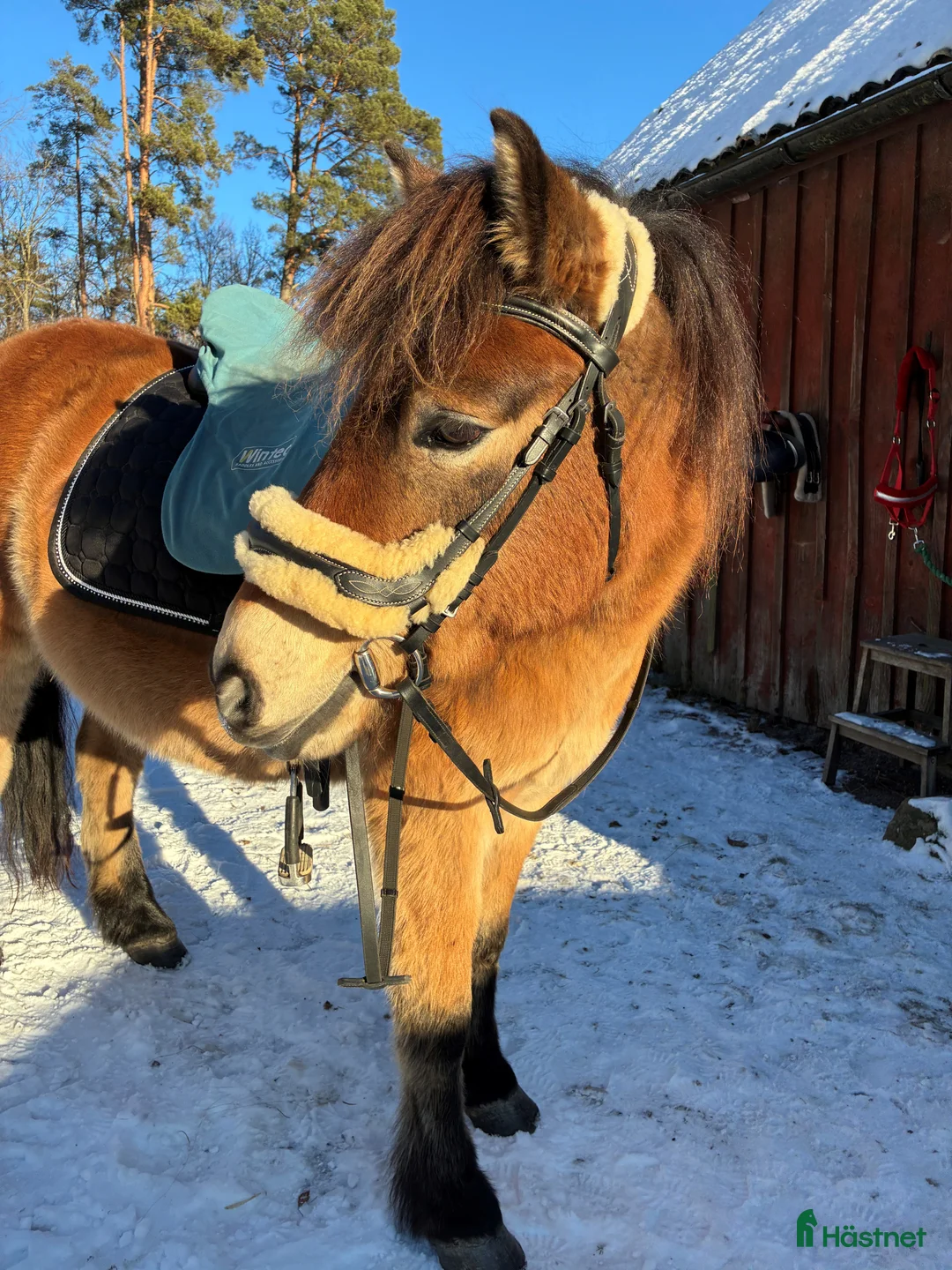 Allround hästar till salu: Gotlandsruss i Kristianstad - Annons 2