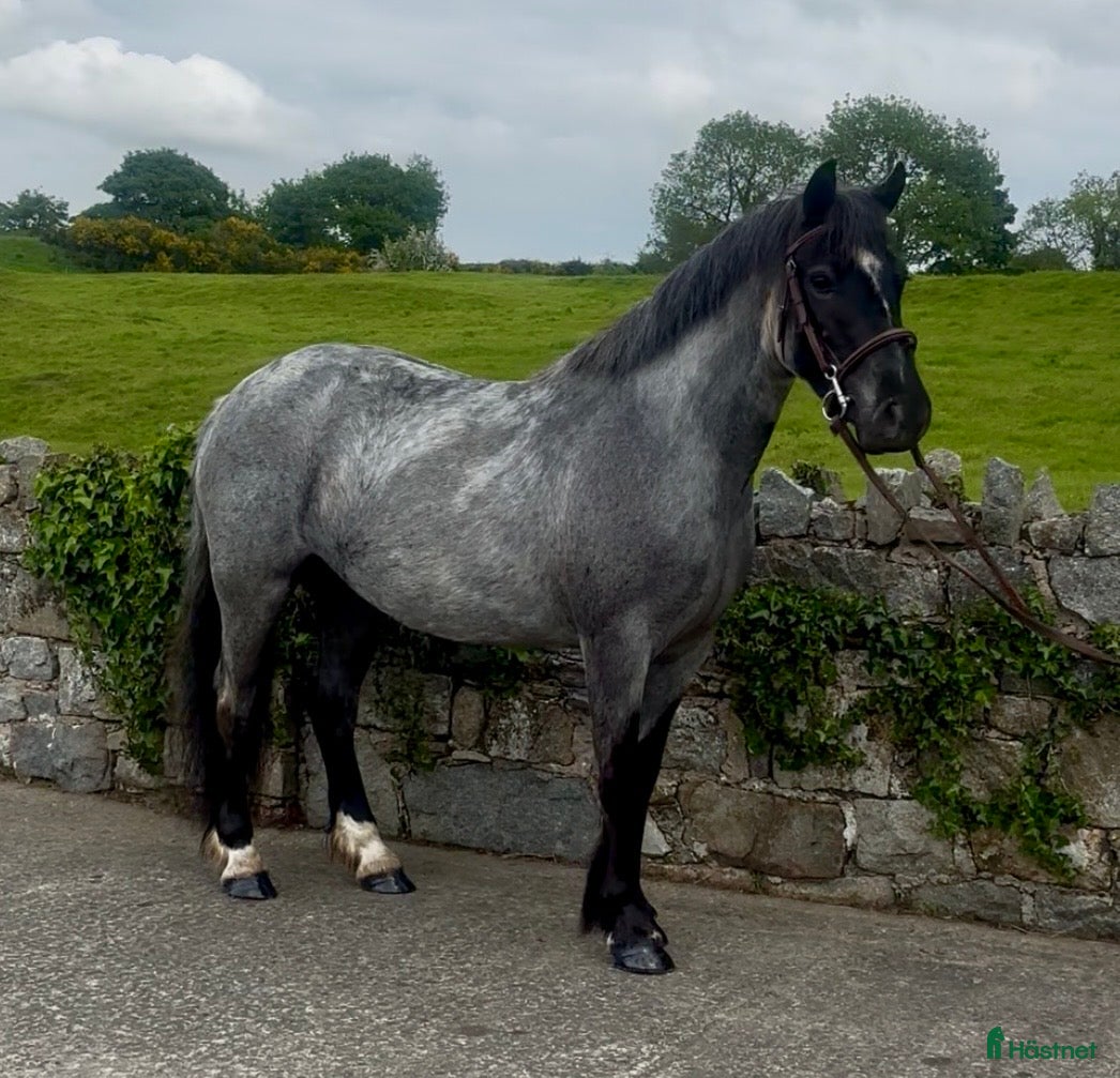  hästar Stunning Irish Cob - Annons 2