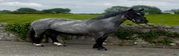 Allround hästar till salu: Stunning Irish Cob - Annons 2