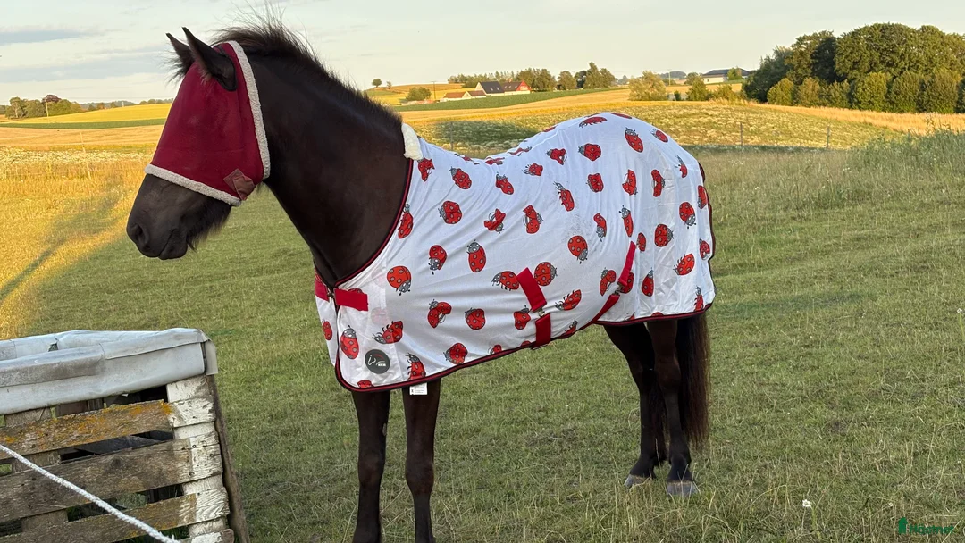 Allround hästar till salu: Trevligt ungsto i Ystad - Annons 8
