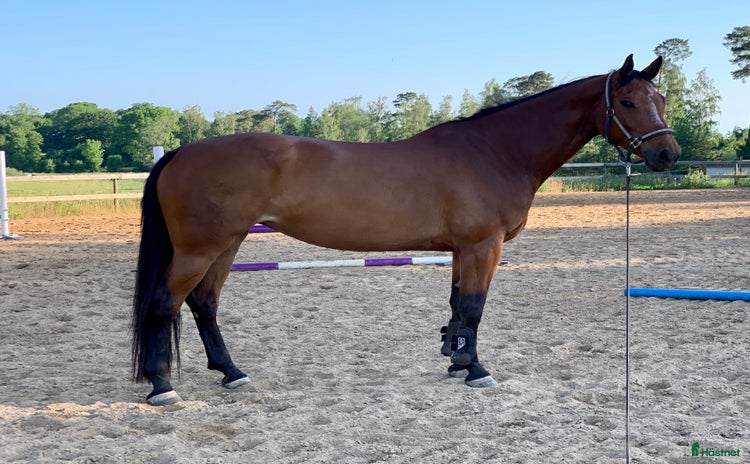  hästar i Linköping - Annons 13