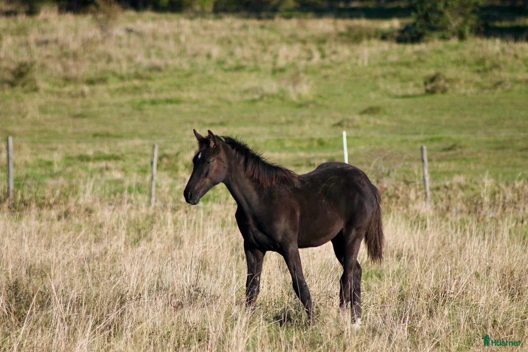 Dressyr hästar till salu: Tillfälle! Elegant skyline avkomma till bra pris - Annons 6