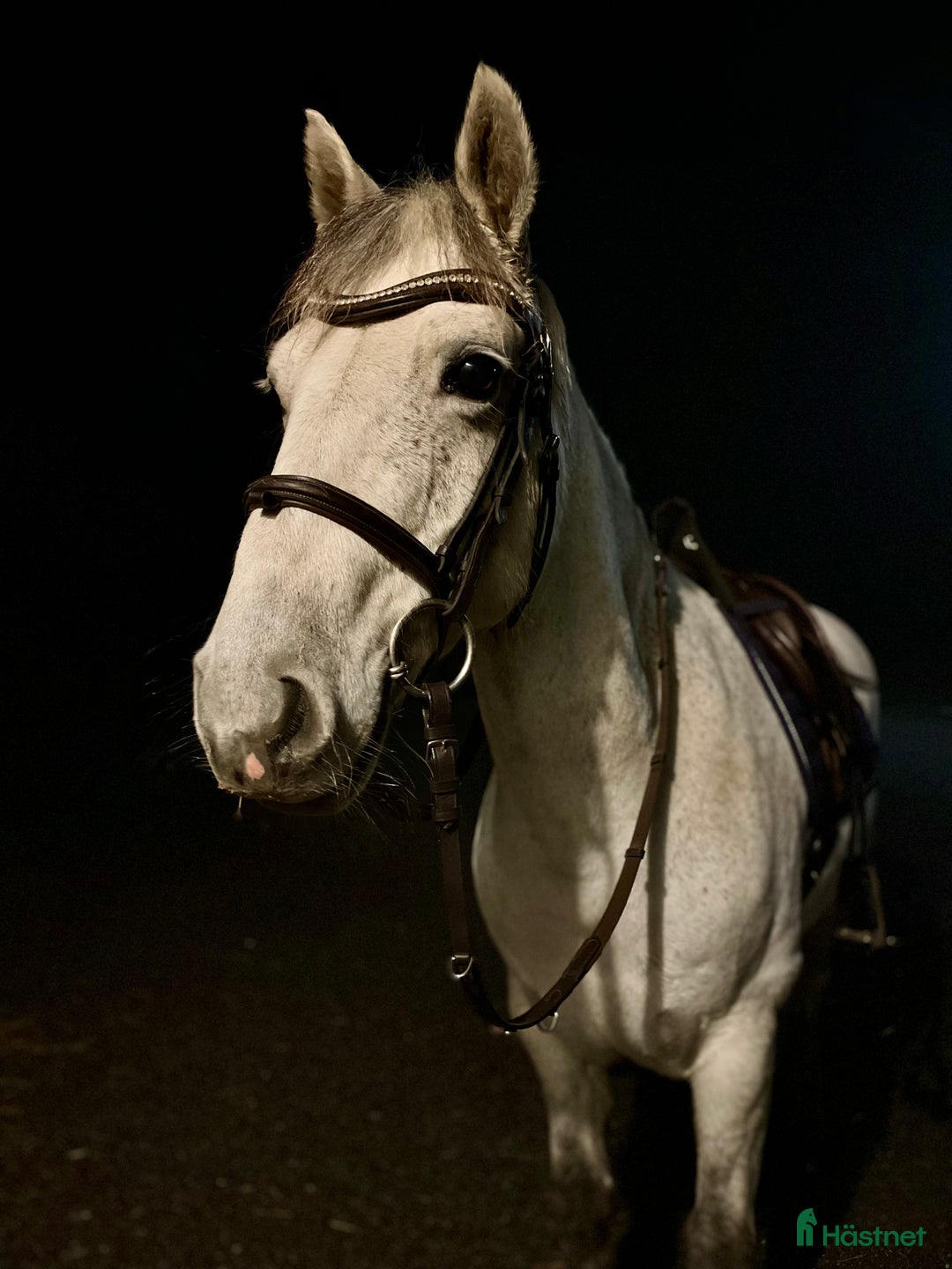 Allround hästar till salu: Charmig valack - en framtida 🌟 i Brunflo - Annons 1