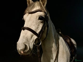 hästar Charmig valack - en framtida 🌟 i Brunflo - Annons 13