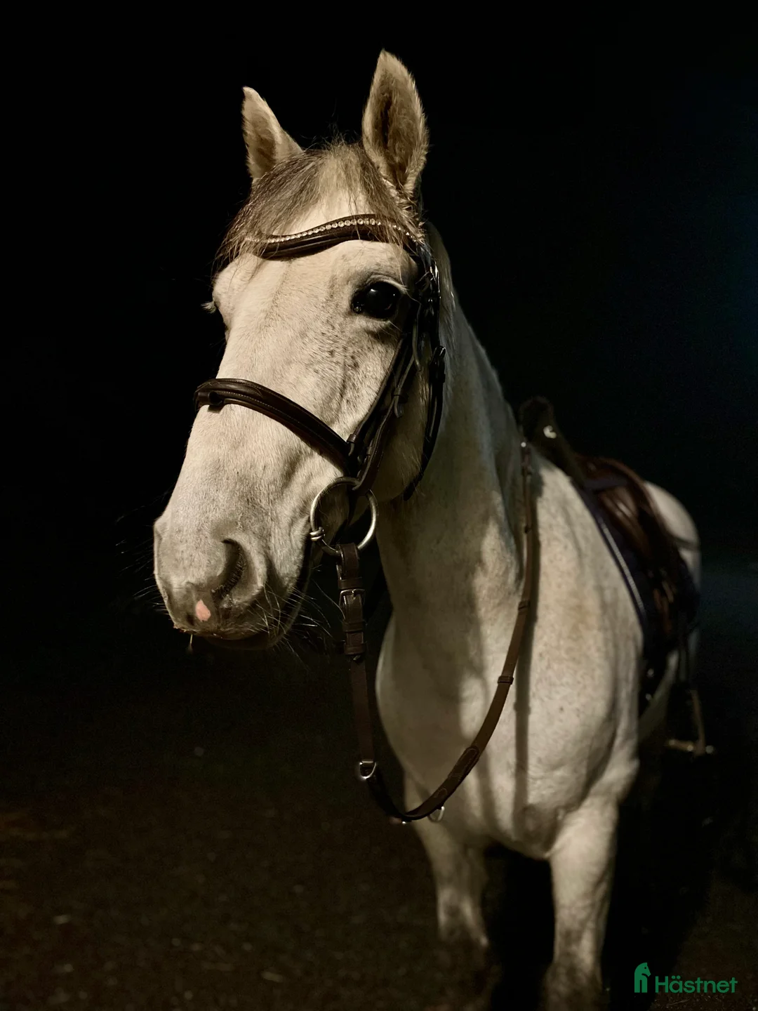 Allround hästar till salu: Charmig valack - en framtida 🌟 - Annons 4