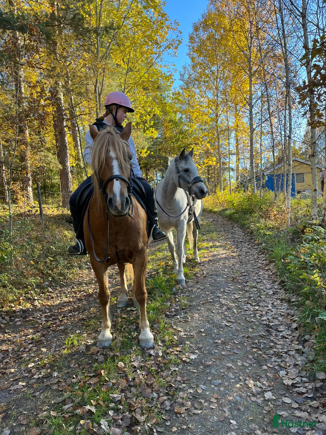 Allround hästar till salu: En blivande stjärna 🌟 - Annons 2