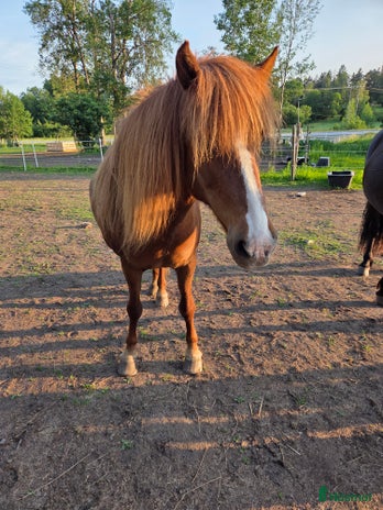 stallplats i Märsta - Annons 12