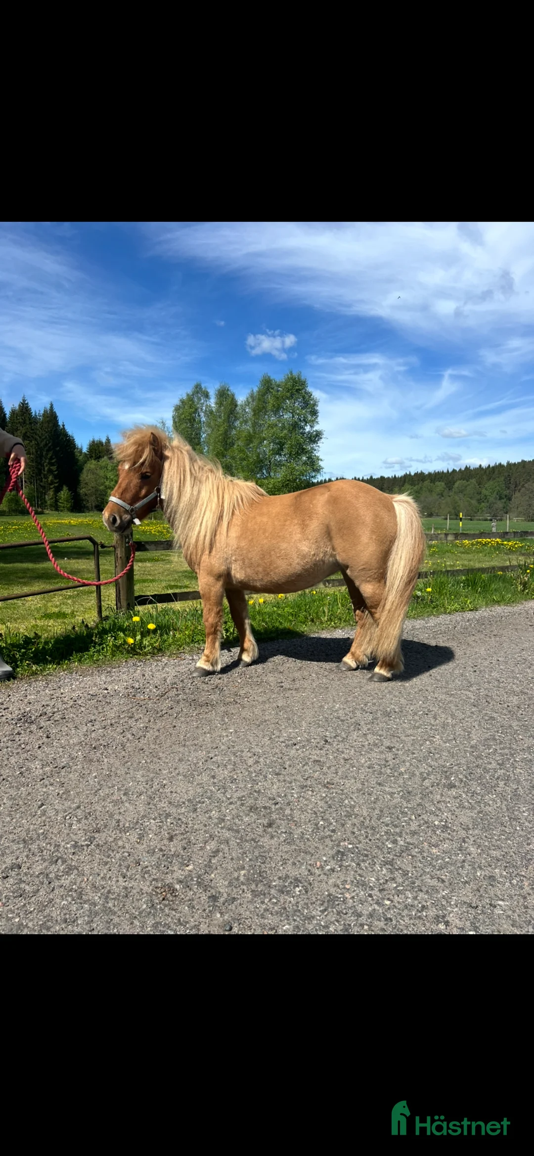 Allround hästar till salu: Sockersöt Shetlandsponny - Annons 2