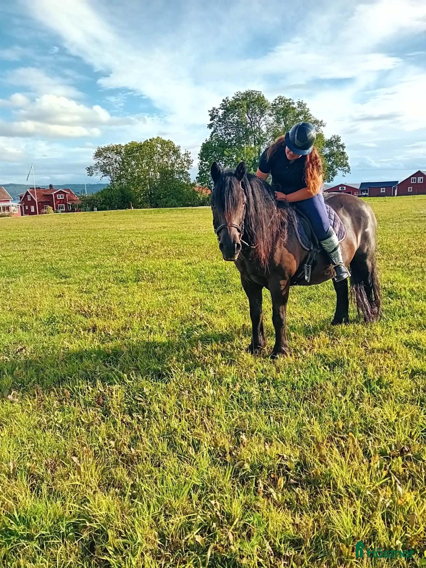  hästar Uthyres - Kraftig nordsvensk med hjärta av guld - Annons 7