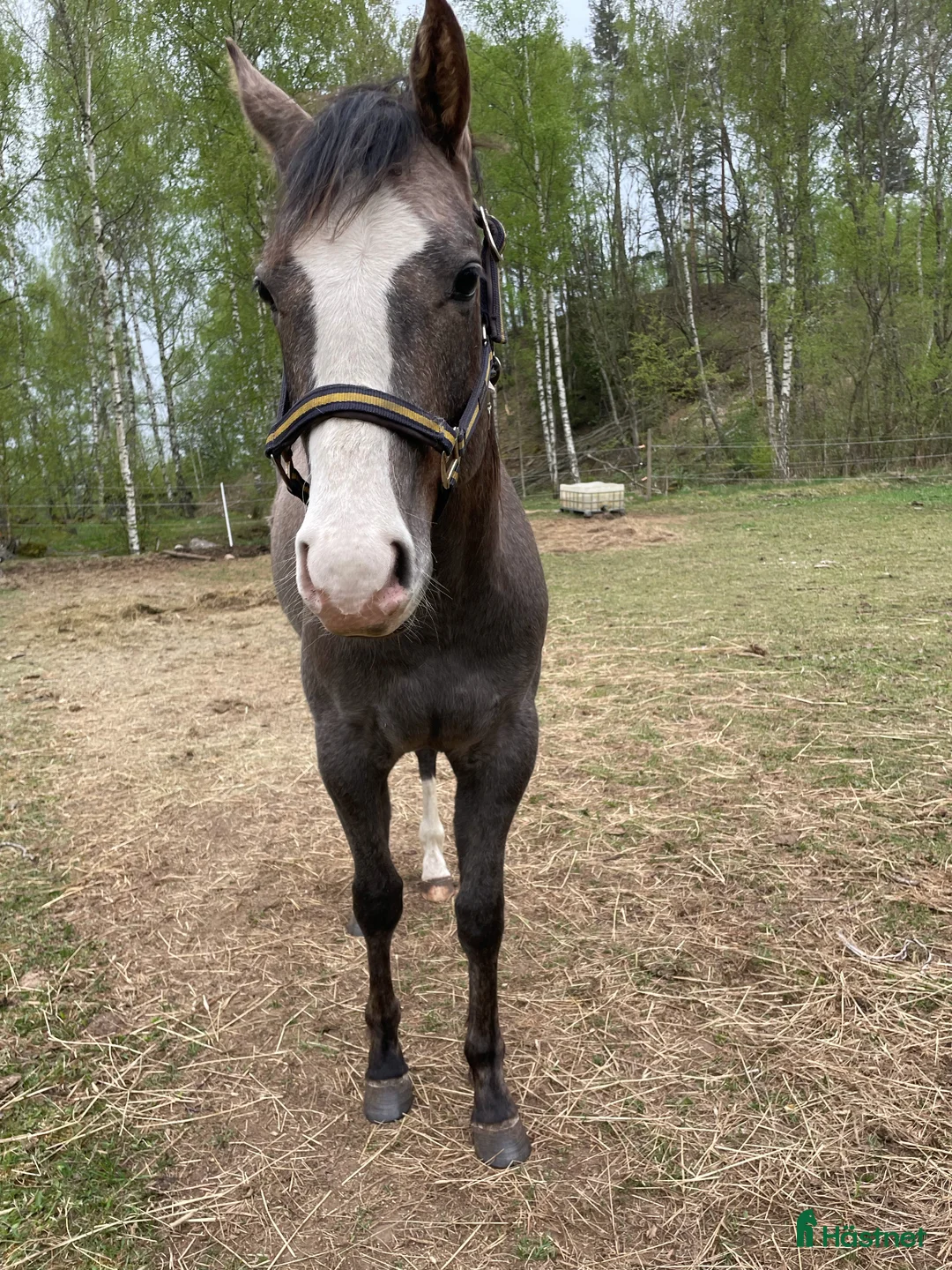 Western hästar till salu: Pleasure/hunter/allround. Oslipad diamant - Annons 3