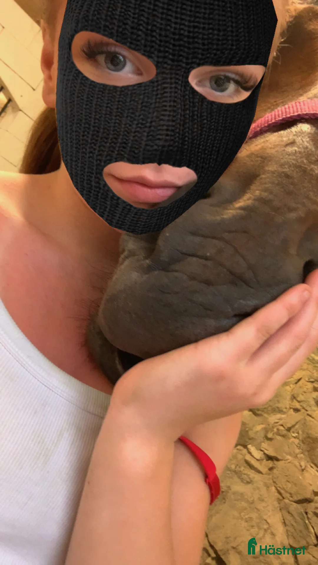  medryttarhäst sökes: Söker medryttarhäst  i Tyringe - Annons 2