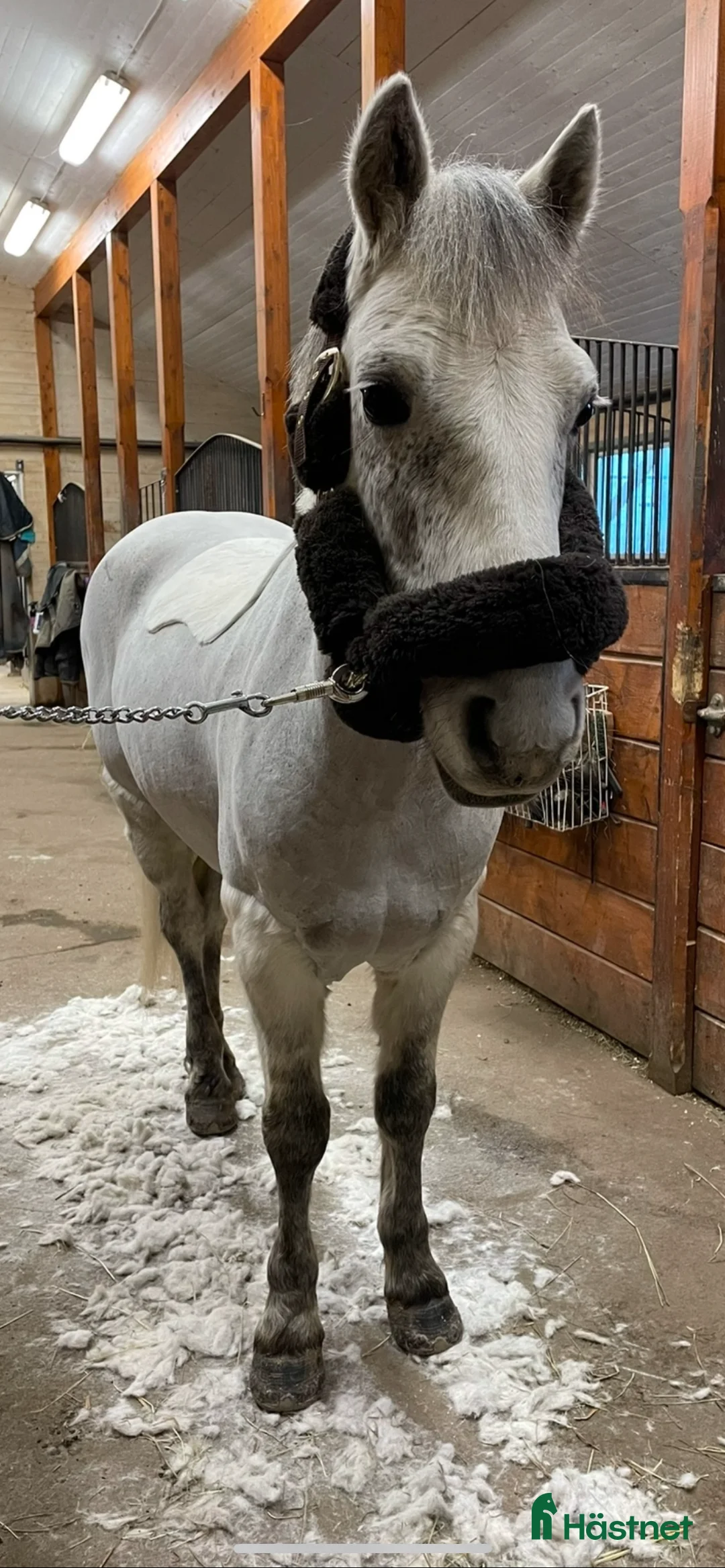 Allround hästar till salu: Charmig valack - en framtida 🌟 - Annons 3