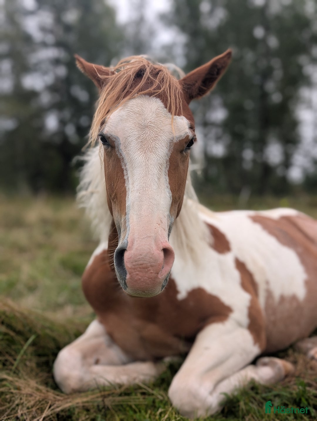 Western hästar till salu: Vackert paintsto i Kvicksund - Annons 2