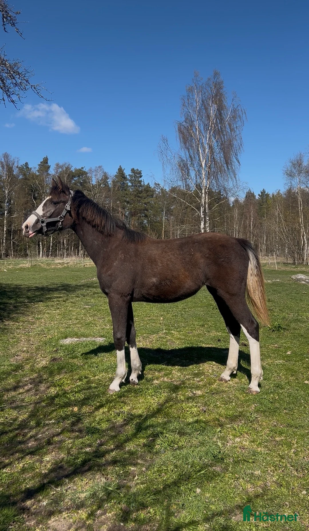 Hoppning hästar till salu: Vackert tecknat sto efter Esmeraldo - Annons 1