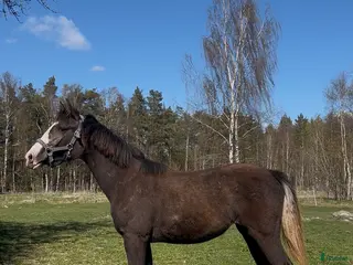 hästar Vackert tecknat sto efter Esmeraldo - Annons 13