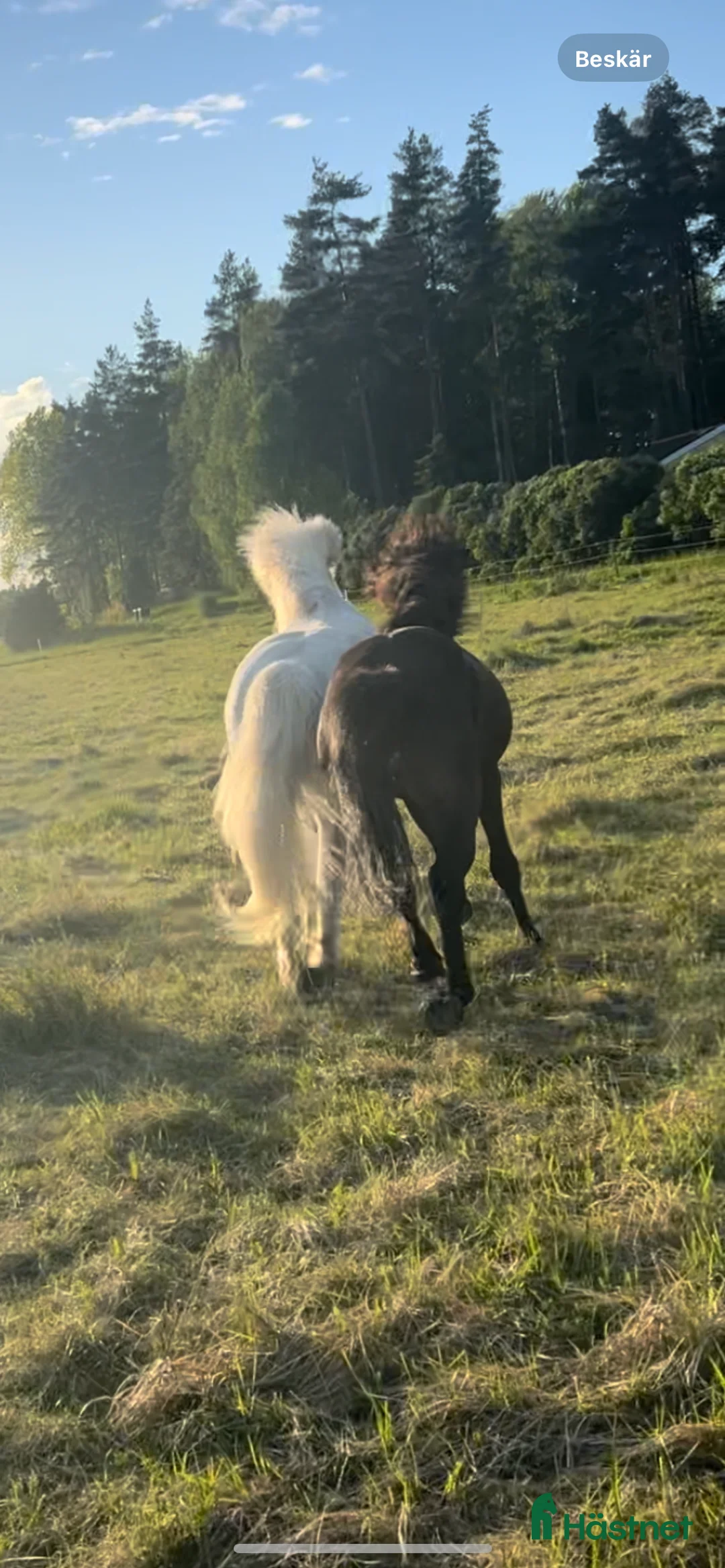  stallplats finnes: En stallplats alternativt 2 lösdriftplatser! - Annons 10