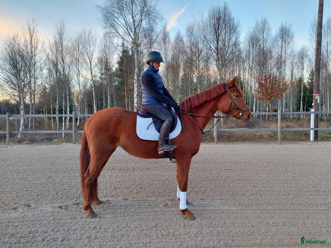 Dressyr hästar till salu: Mycket trevlig 4 åring  - Annons 4