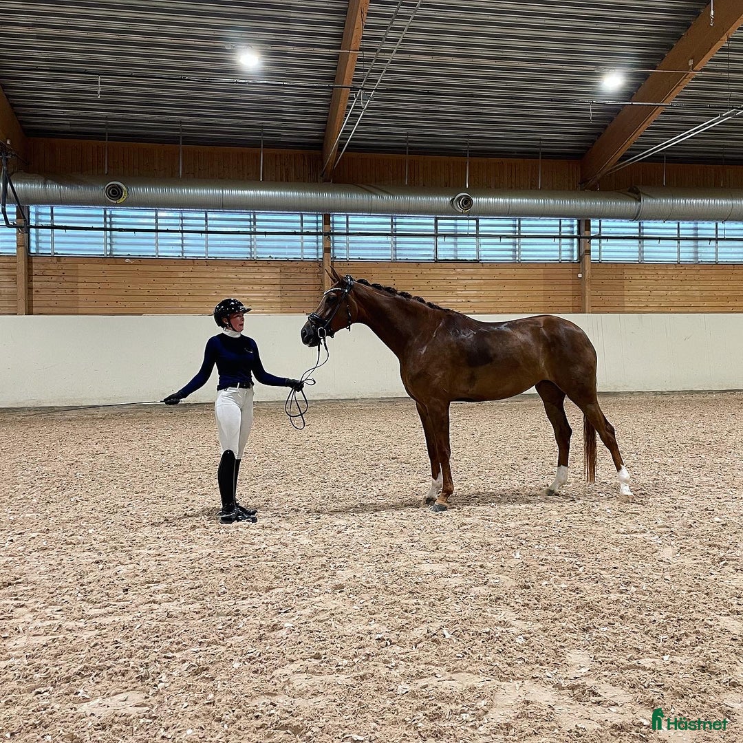  hästservice finnes: Hästutbildare finnes! i Braås - Annons 1