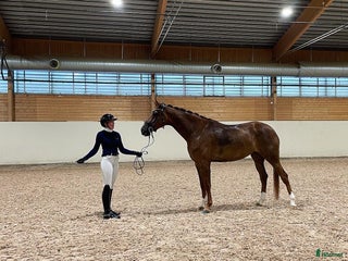 hästservice Hästutbildare finnes! i Braås - Annons 19