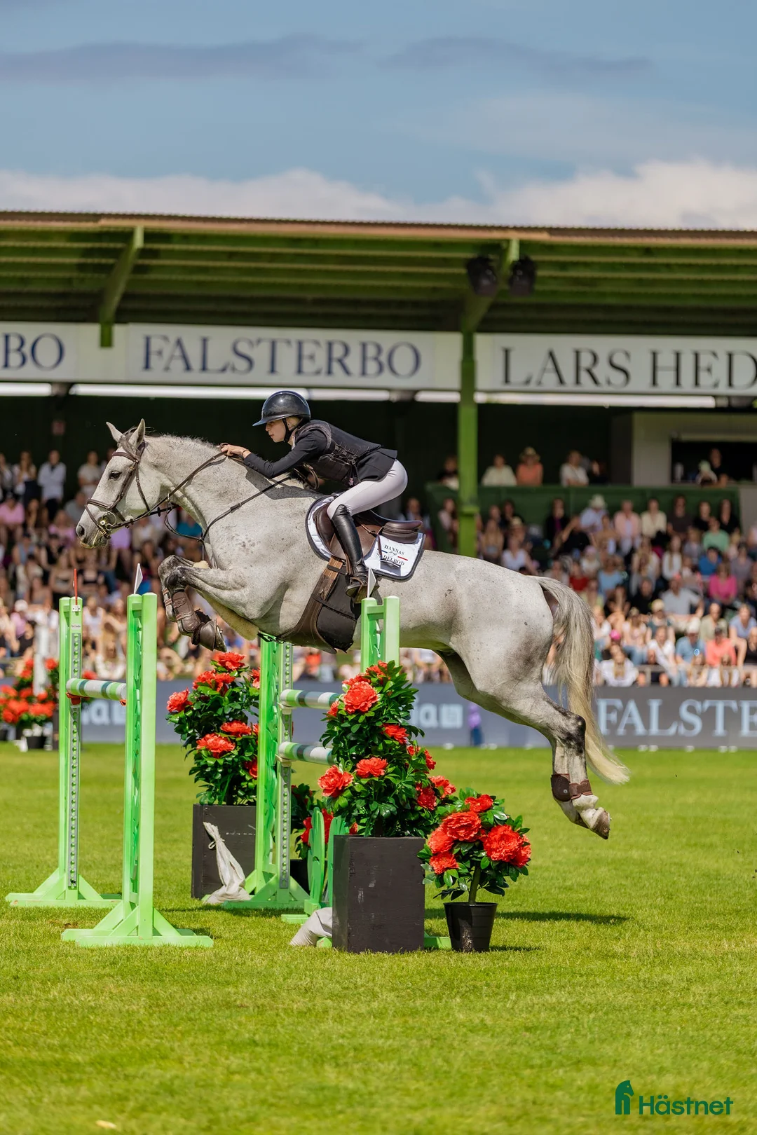 Hoppning hästar till salu: Fantastisk fin SWB med bra gång och hoppning i Laholm - Annons 2