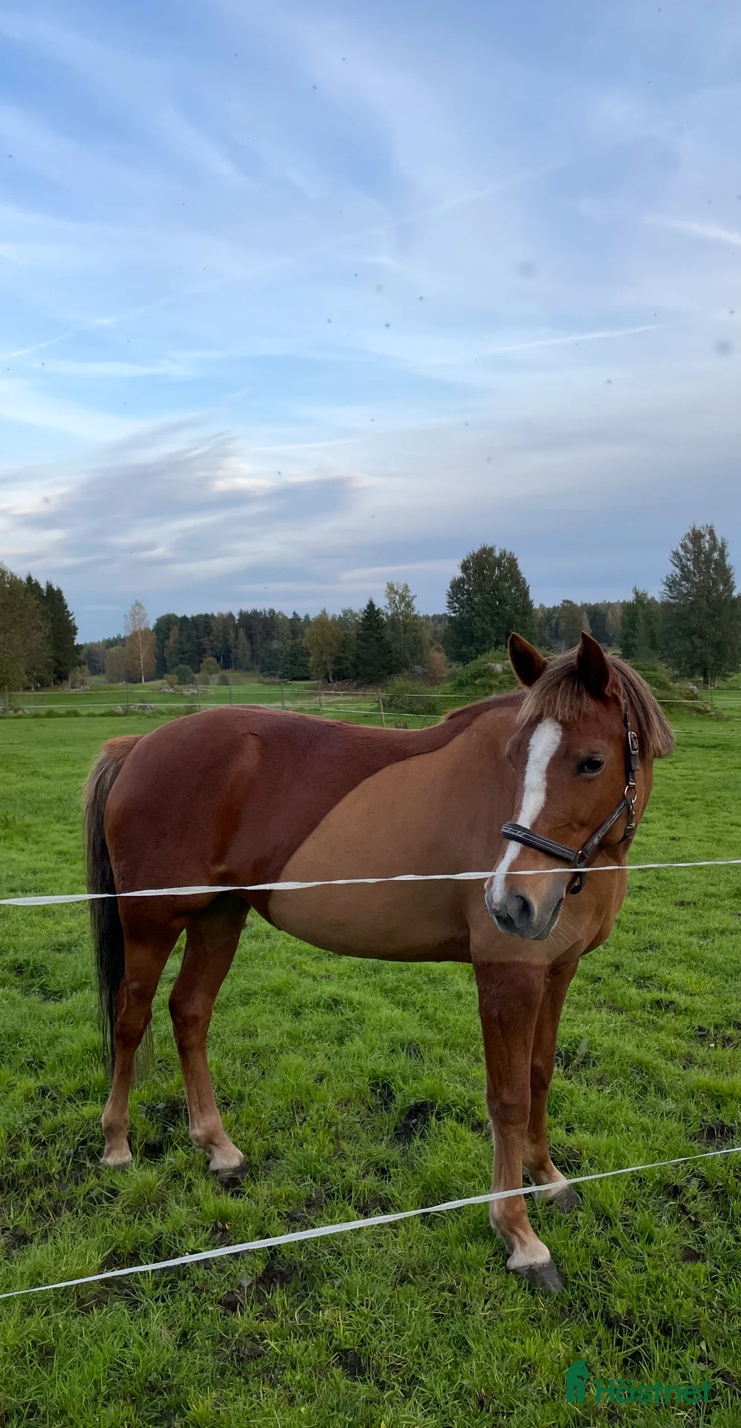 Allround hästar till salu: Mysiga Bella till salu  i Högsjö - Annons 1