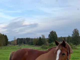 hästar Mysiga Bella till salu i Högsjö - Annons 7