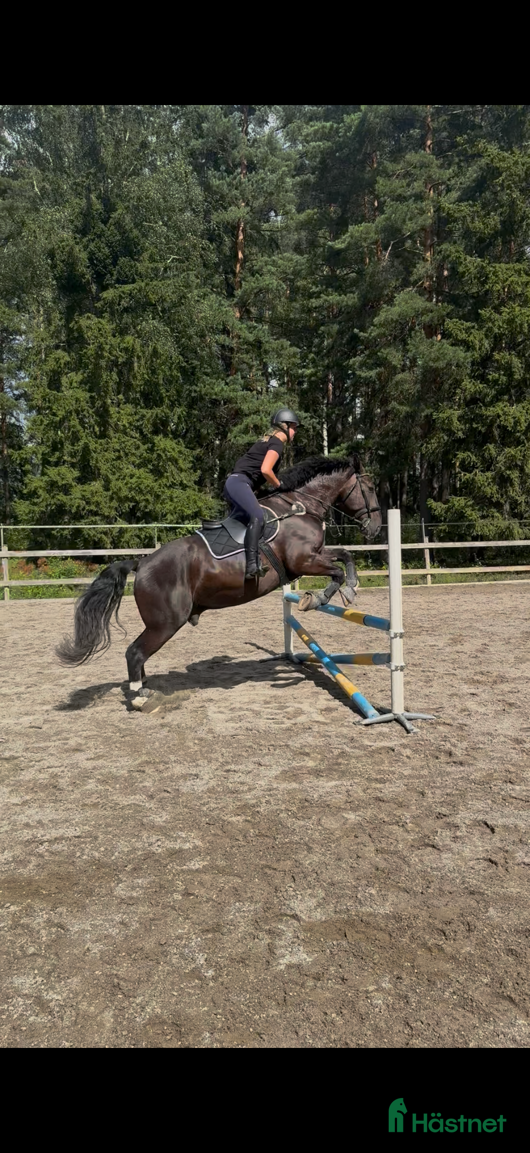  foderhäst finnes: Trevlig träningskompis för den erfarna i Västerås - Annons 2