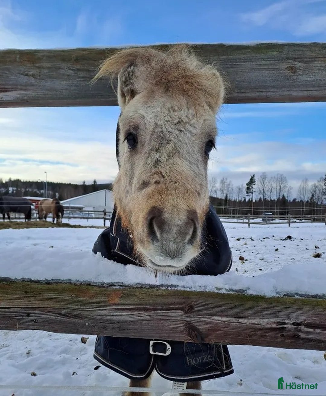 Allround hästar till salu: Söt mini hingst på 3 år - Annons 4