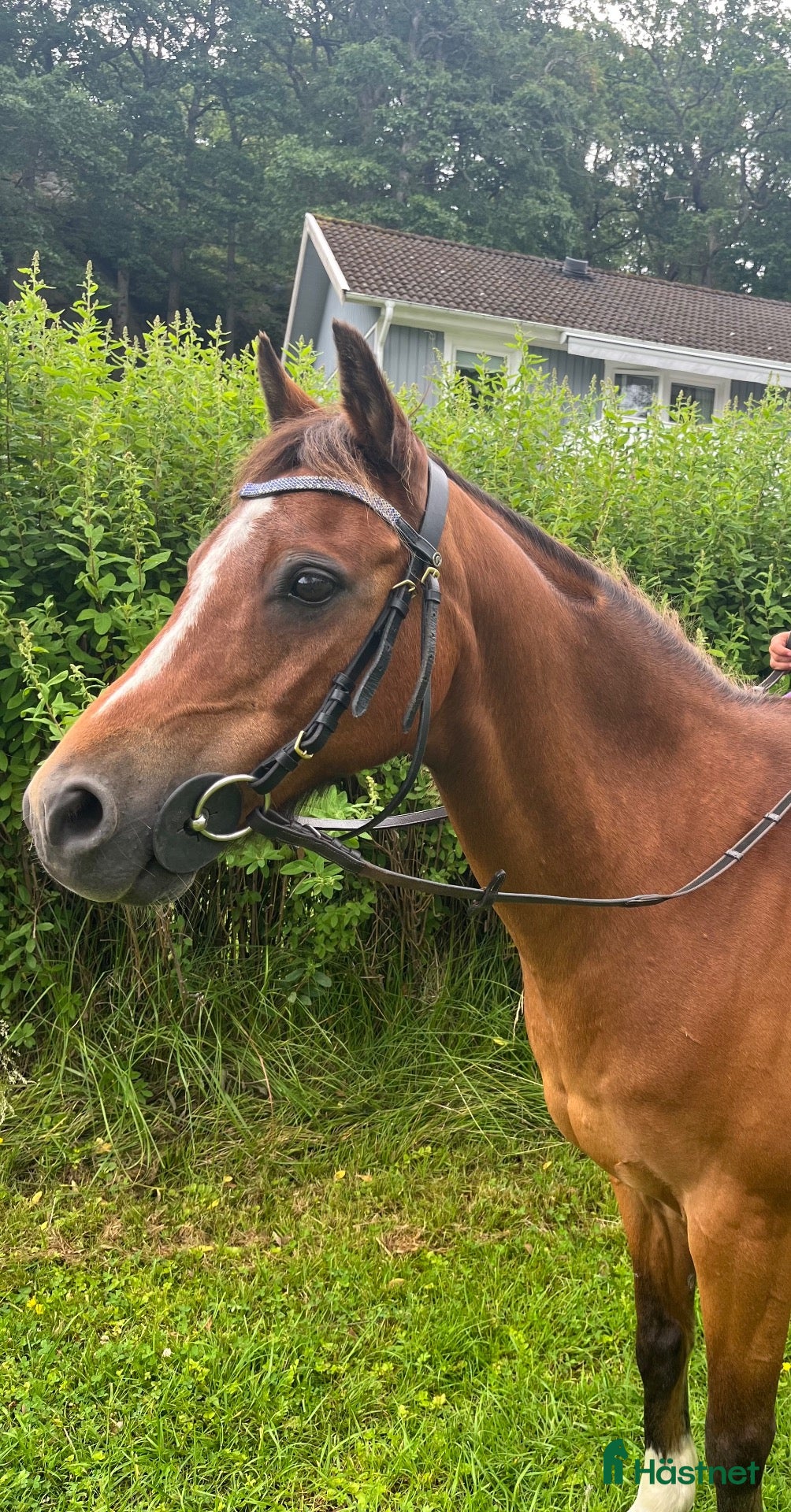  hästar Sällskap/promenad - Annons 1